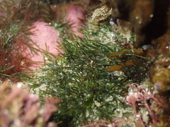 Cladophora herpestica