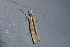 Orocrambus ramosellus
