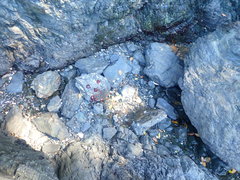 Diloma bicanaliculatum