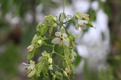 Cardiospermum grandiflorum image