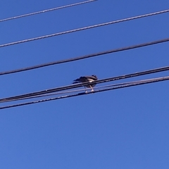 Turdus falcklandii magellanicus