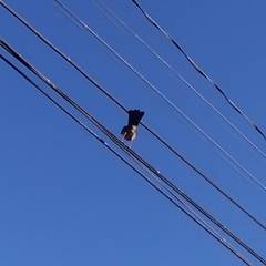 Turdus falcklandii magellanicus