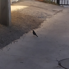 Turdus falcklandii magellanicus