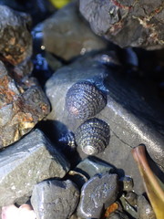 Diloma bicanaliculatum