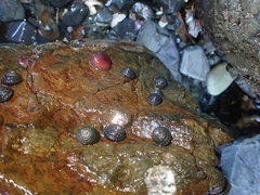 Diloma bicanaliculatum