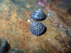 Diloma bicanaliculatum