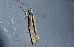 Orocrambus ramosellus