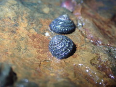 Diloma bicanaliculatum