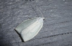 Nymphostola galactina