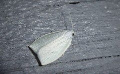 Nymphostola galactina