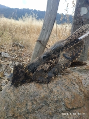 Antrostomus arizonae