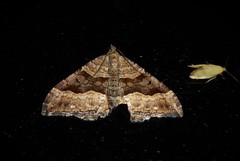 Hydriomena deltoidata