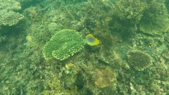 Chaetodon aureofasciatus