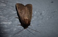 Bityla defigurata