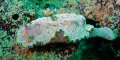 Glossodoris