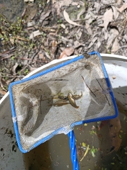 Hypseleotris galii