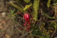 Bejaria