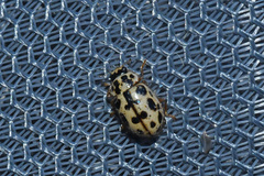 Anisosticta bitriangularis