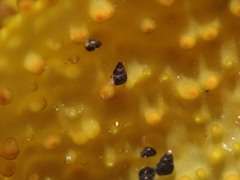 Eatoniella