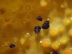 Eatoniella