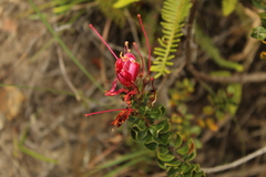 Bejaria