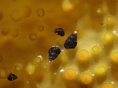 Eatoniella