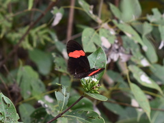Heliconius erato hydara