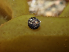 Micrelenchus tessellatus