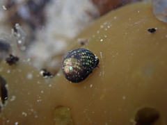 Micrelenchus tessellatus