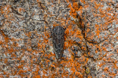 Putoniessa