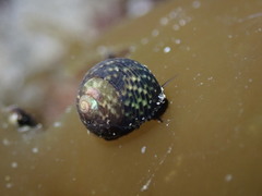 Micrelenchus tessellatus