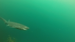 Notorynchus cepedianus