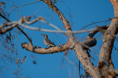 Colaptes auratus