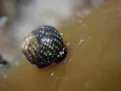 Micrelenchus tessellatus