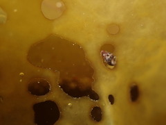 Eatoniella