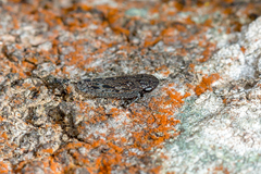 Putoniessa