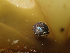 Micrelenchus tessellatus