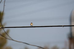 Setophaga coronata