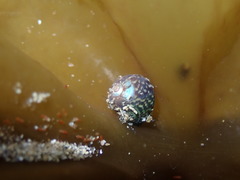 Micrelenchus tessellatus