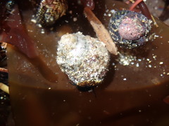 Micrelenchus tessellatus