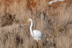 Ardea alba