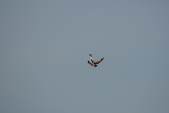 Columba livia