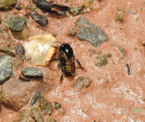 Baer's Melipona