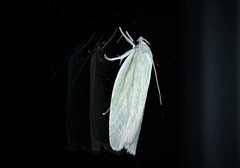 Nymphostola galactina