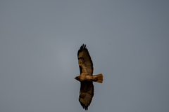 Buteo jamaicensis