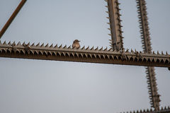 Mimus polyglottos