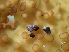 Eatoniella