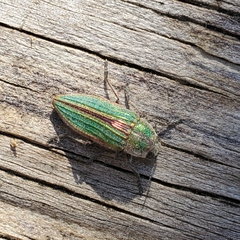 Buprestis striata