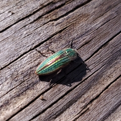 Buprestis striata