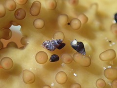 Eatoniella